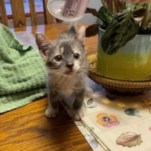 A baby small-sized female Tortoiseshell Domestic Short Hair cat named Marshmallow for adoption in West Palm Beach, FL