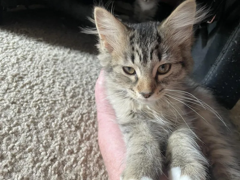 A baby medium-sized female Domestic Short Hair cat named Mindy for adoption in St. Cloud, MN