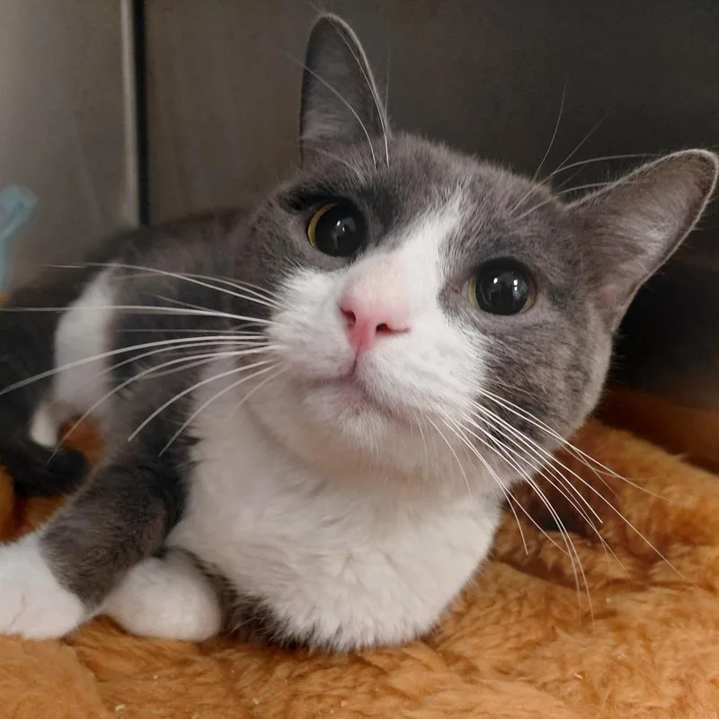 A young medium-sized female Gray / Blue / Silver Domestic Short Hair cat named Patootie for adoption in Bentonville, AR