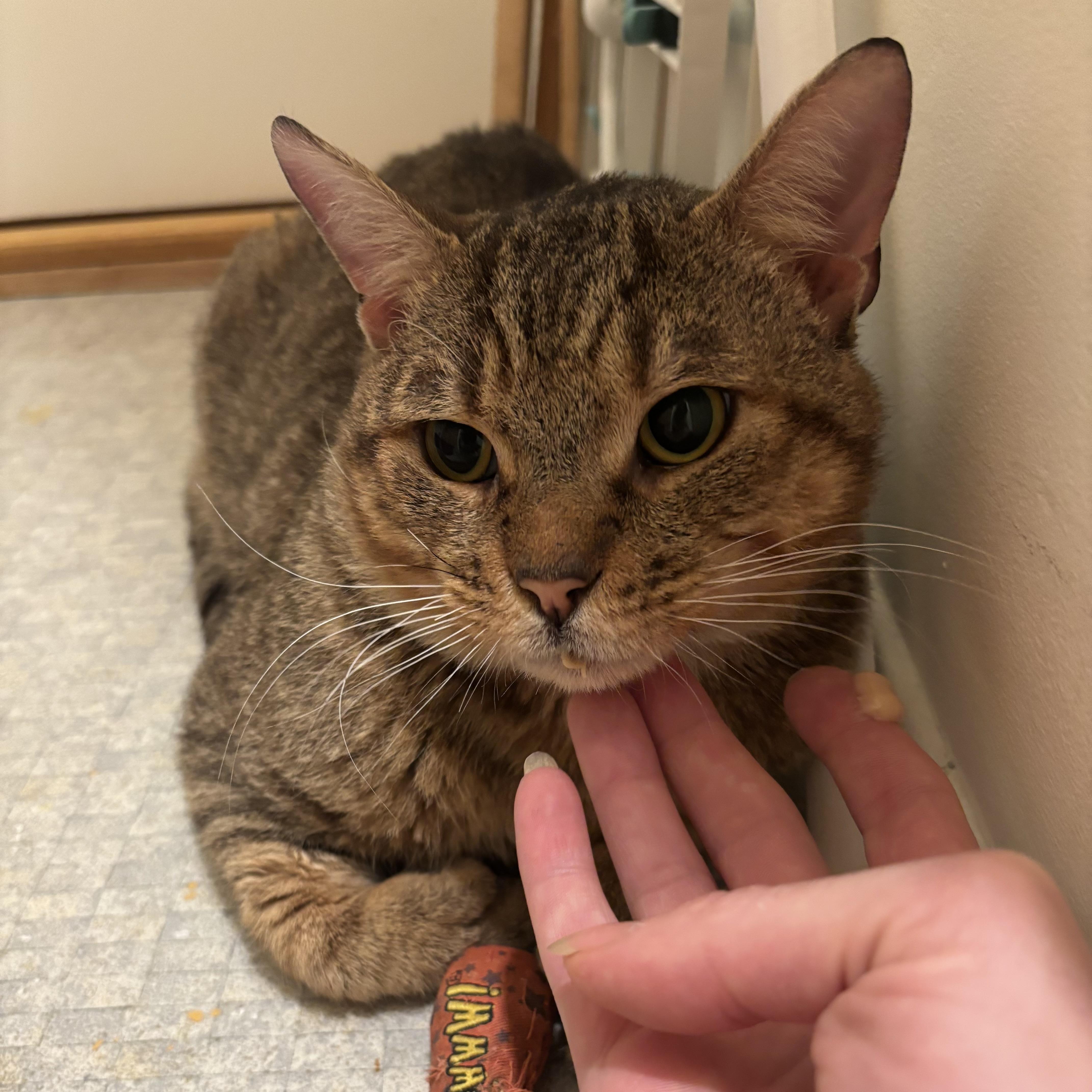 A young medium-sized male Extra-Toes Cat / Hemingway Polydactyl cat named Neufie for adoption in Miami, FL