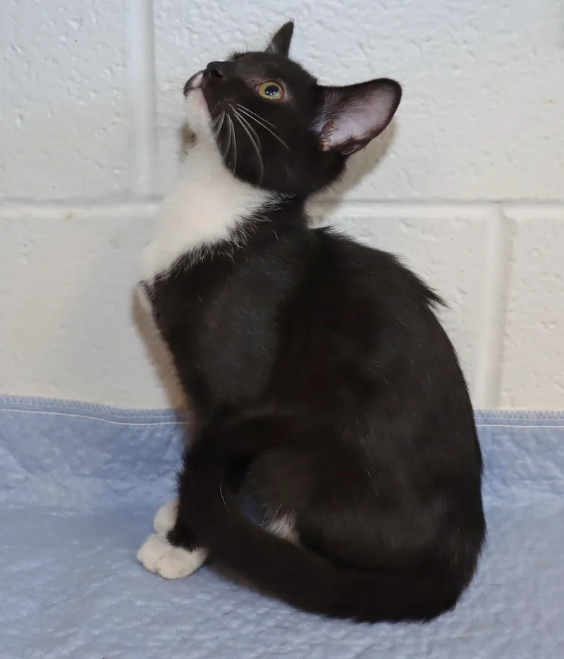 A baby medium-sized male Black & White / Tuxedo Tuxedo cat named Lincoln for adoption in Euclid, OH