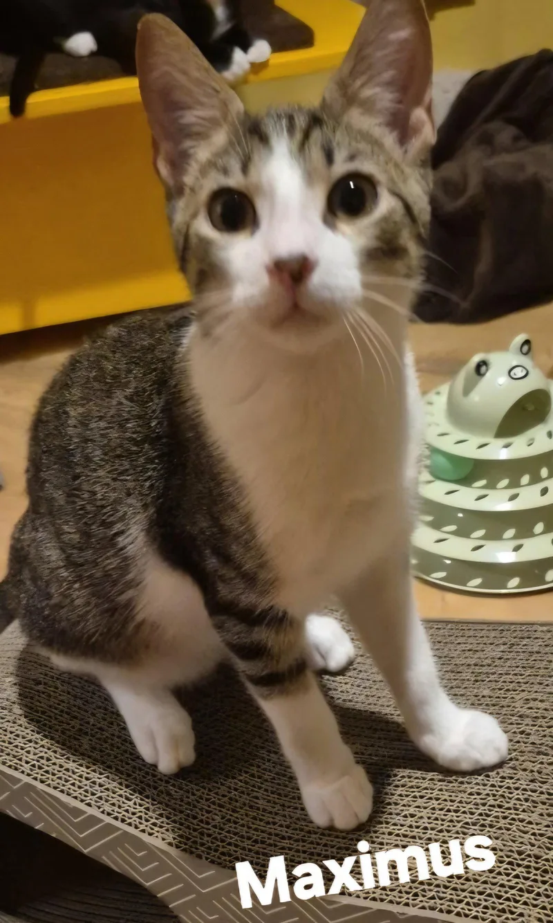 A young medium-sized male Domestic Short Hair cat named Maximus for adoption in Longwood, FL