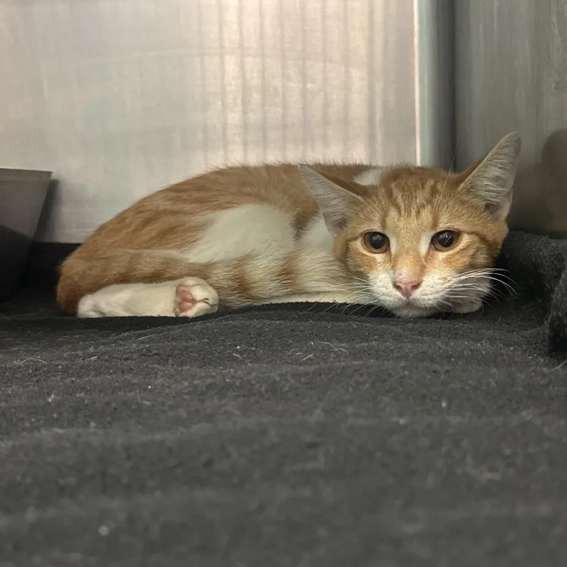 A baby small-sized male Domestic Short Hair cat named Marigold for adoption in Lake Jackson, TX