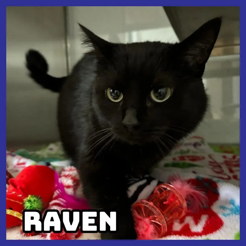 Raven thumbnail 2