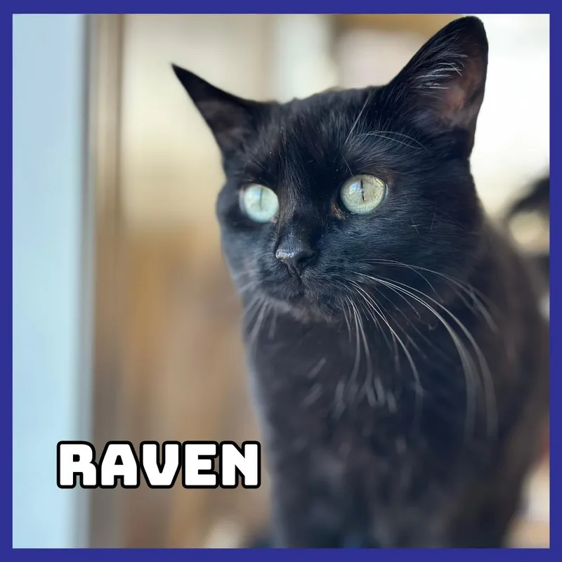 Raven thumbnail 5