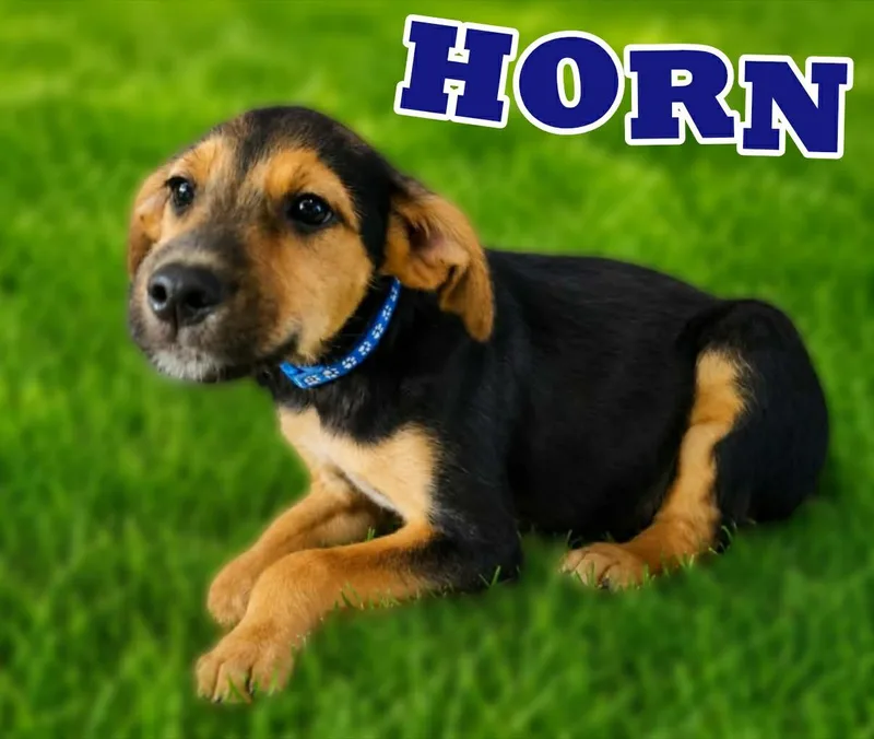 A baby medium-sized male Chihuahua dog named Horn for adoption in New Baltimore, MI