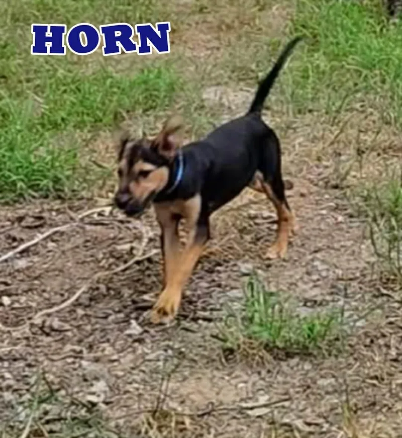 Horn thumbnail 2
