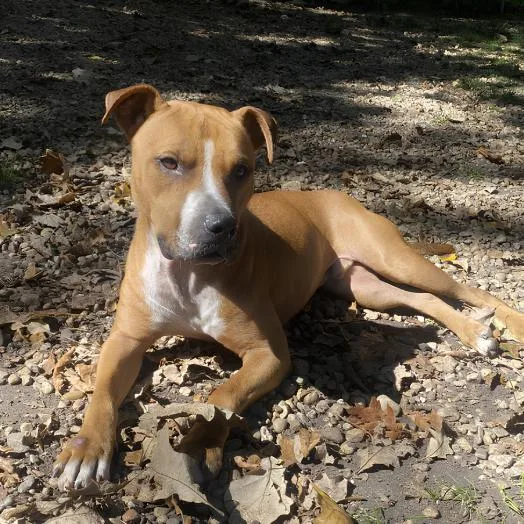 A young medium-sized male Bicolor Pit Bull Terrier dog named ObiWan for adoption in Naperville, IL