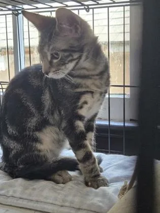 A young small-sized male Domestic Short Hair cat named Snooker for adoption in River Ridge, LA