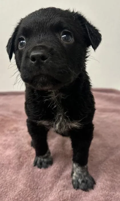 A young large-sized female Cattle Dog dog named Luanne Platter for adoption in Phoenix, AZ