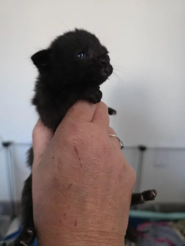 A baby medium-sized male Domestic Short Hair cat named Tsuki for adoption in Johnson City, TN