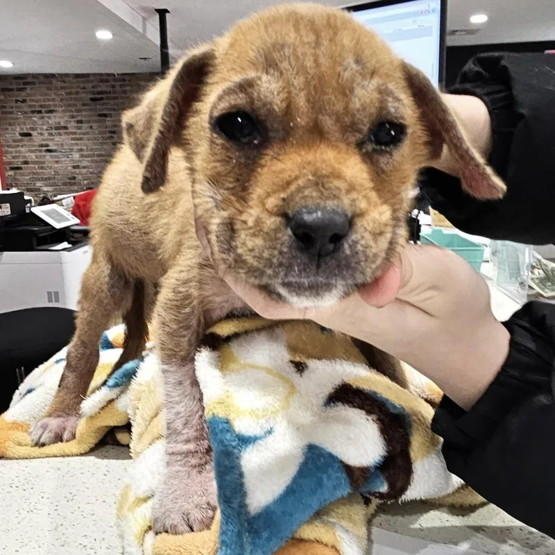 A baby medium-sized male Brown / Chocolate Cattle Dog dog named Obiwan for adoption in Livingston, TX