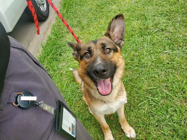 A young large-sized male German Shepherd Dog dog named Pecan for adoption in Garland, TX
