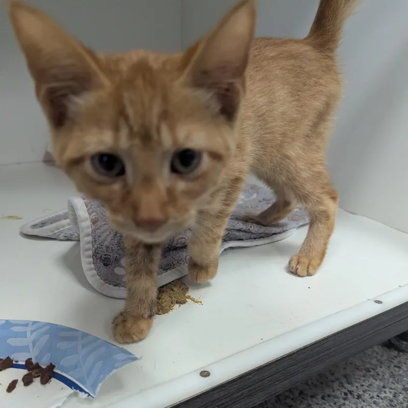 A baby small-sized male Orange / Red Domestic Short Hair cat named Johnny for adoption in Jeffersonville, IN