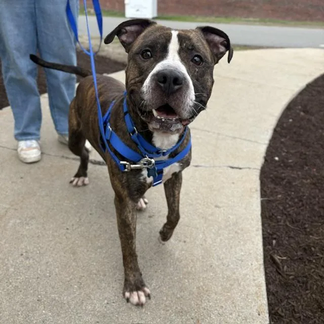 An adult large-sized male Pit Bull Terrier dog named Baby Boy for adoption in Boston, MA