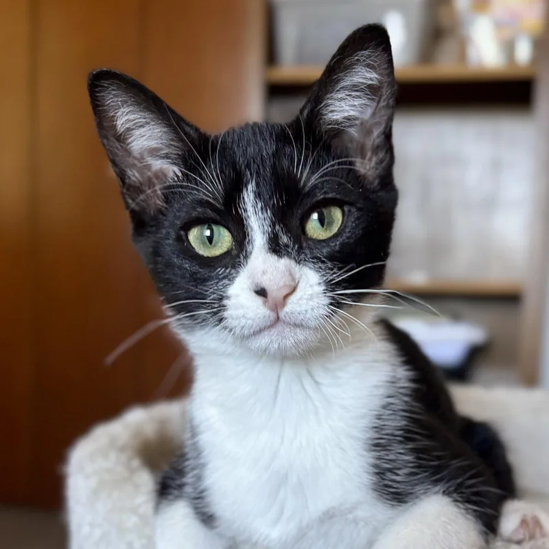 A baby medium-sized female Domestic Short Hair cat named Galaxy for adoption in Sonora, CA