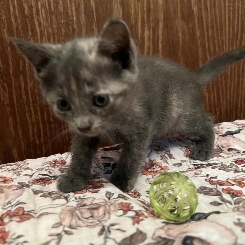 A baby small-sized female Domestic Short Hair cat named Phyllis for adoption in Edwards, IL