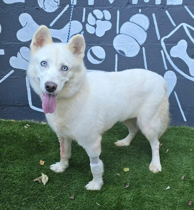 A young medium-sized female White / Cream Husky dog named Jill for adoption in Newport, TN