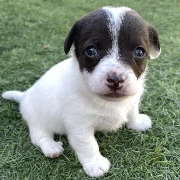 A baby small-sized female White / Cream Mixed Breed dog named Vanessa for adoption in Santa Rosa, CA