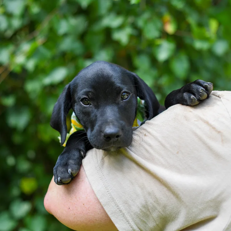A baby medium-sized female Black Mixed Breed dog named Candy for adoption in BONIFAY, FL