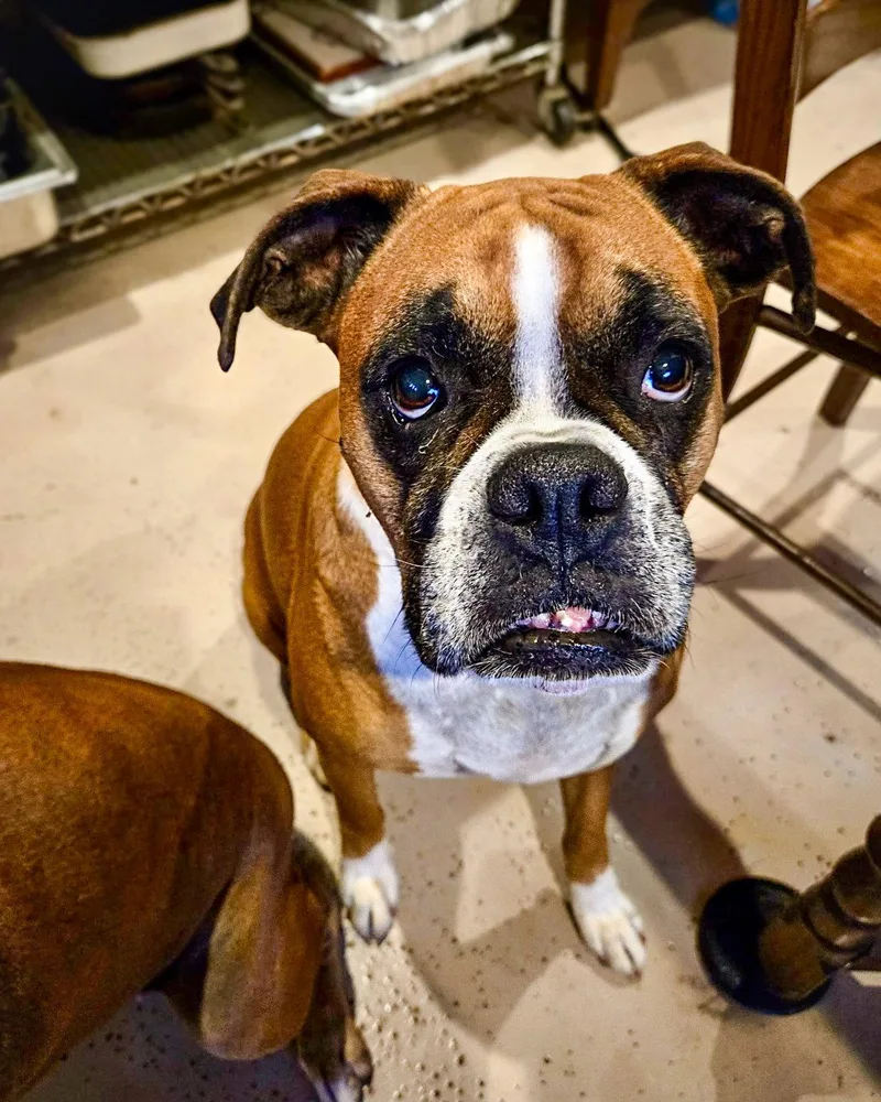 An adult large-sized female Boxer dog named Sophie for adoption in Monticello, NY