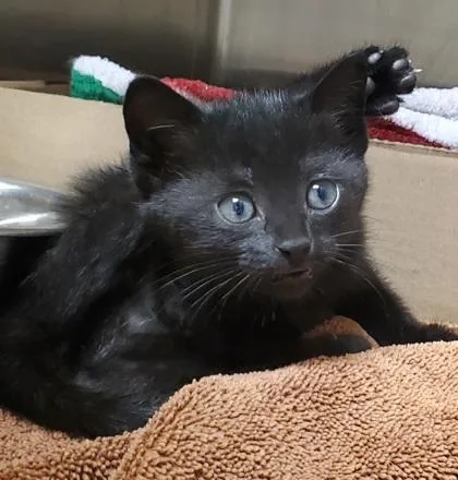 A young large-sized female Domestic Short Hair cat named Truss for adoption in Kansas City, MO