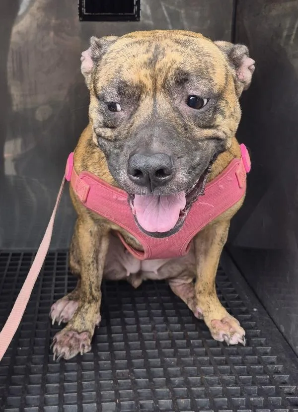 An adult medium-sized female Pit Bull Terrier dog named Pen  Dahlia for adoption in Lawrenceville, GA