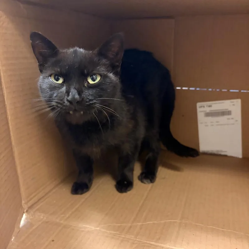 A young medium-sized female Black Domestic Short Hair cat named Juneau for adoption in Bristol, IN