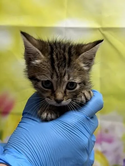 A young small-sized female Domestic Short Hair cat named Plusle for adoption in San Antonio, TX
