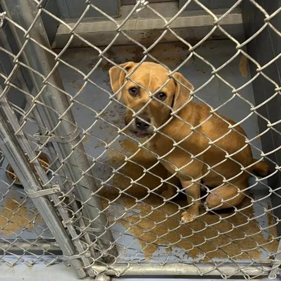 An adult medium-sized male Brown / Chocolate Mixed Breed dog named Dug for adoption in Gadsden, AL