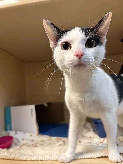 A young medium-sized female Black & White / Tuxedo Domestic Short Hair cat named Oreo for adoption in Elyria, OH