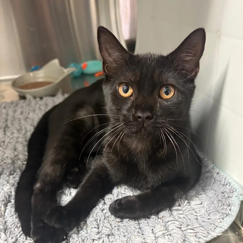 A baby medium-sized female Black Domestic Short Hair cat named The Guide for adoption in Fort Lauderdale, FL