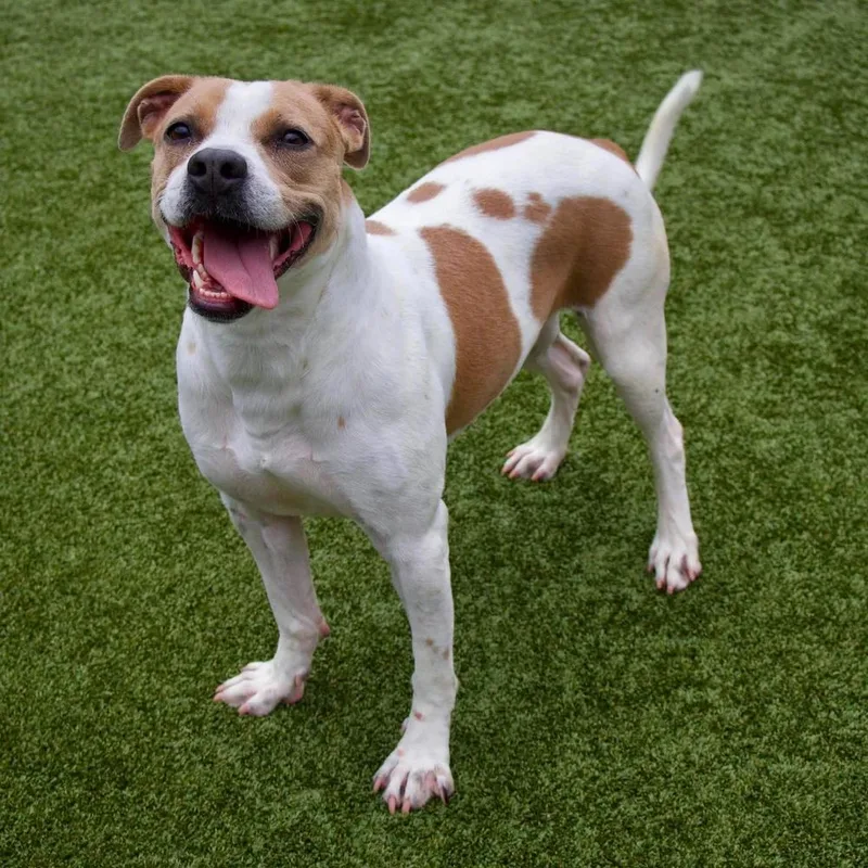 An adult large-sized female Golden Pit Bull Terrier dog named Ashley for adoption in Godfrey, IL