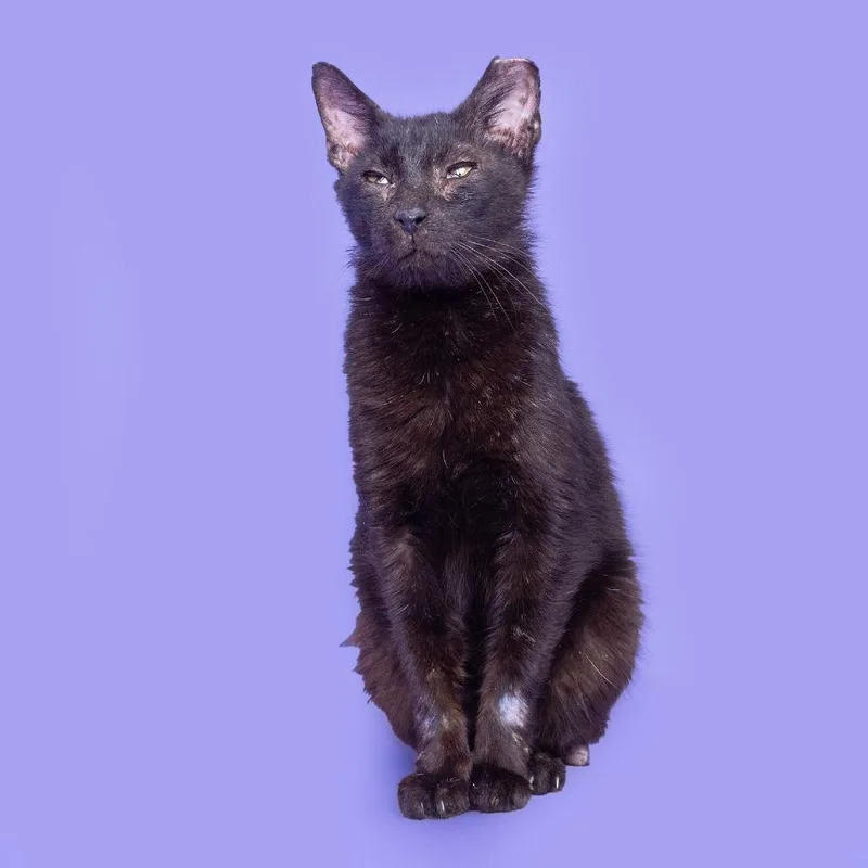 An adult medium-sized male Black Domestic Short Hair cat named Stanley for adoption in Franklin, TN