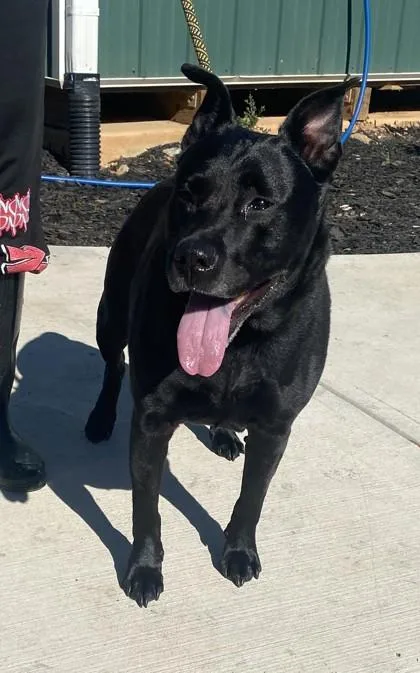 A senior medium-sized female Mixed Breed dog named Asia for adoption in Chamblee, GA