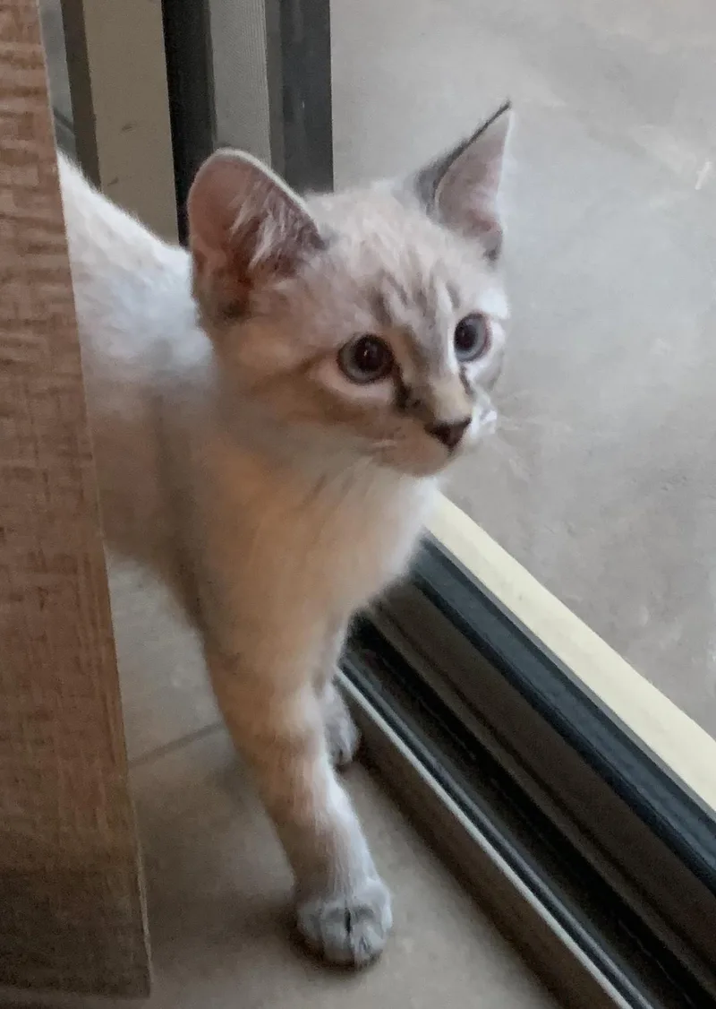 A baby medium-sized female Siamese cat named Butter A Gentle for adoption in Prescott, AZ