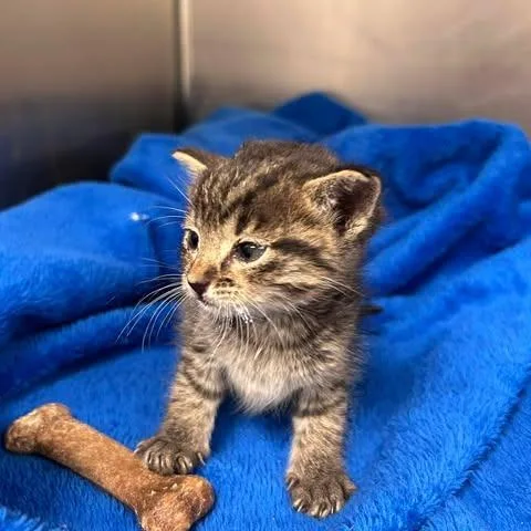 A baby small-sized female Brown / Chocolate Domestic Short Hair cat named Mildred for adoption in Bastrop, TX