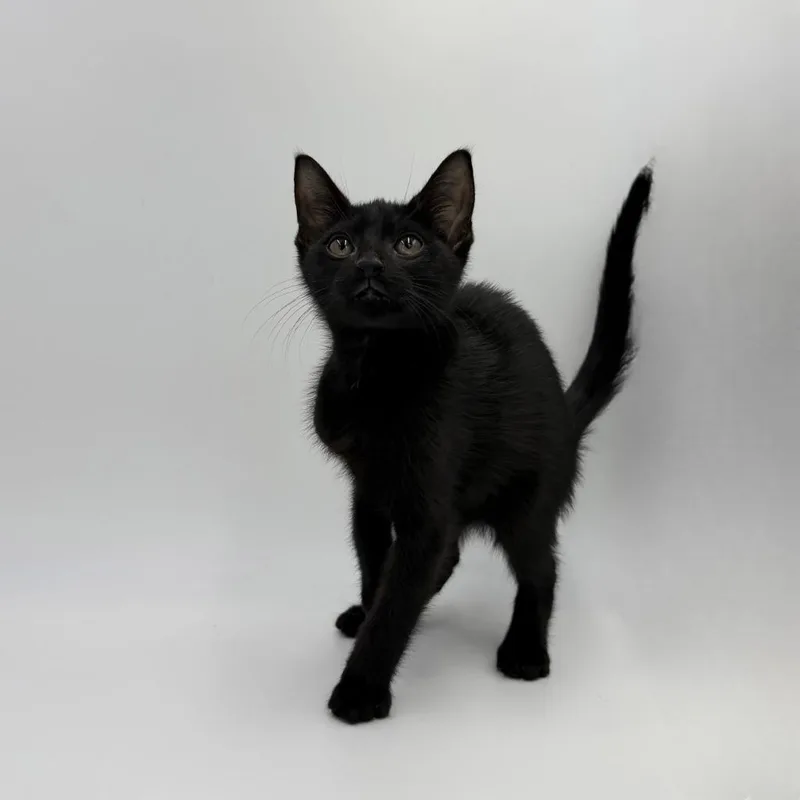 A baby medium-sized male Domestic Short Hair cat named Lime Pops for adoption in State College, PA