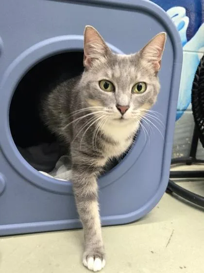 An adult medium-sized female Domestic Short Hair cat named Veronica for adoption in Savannah, GA