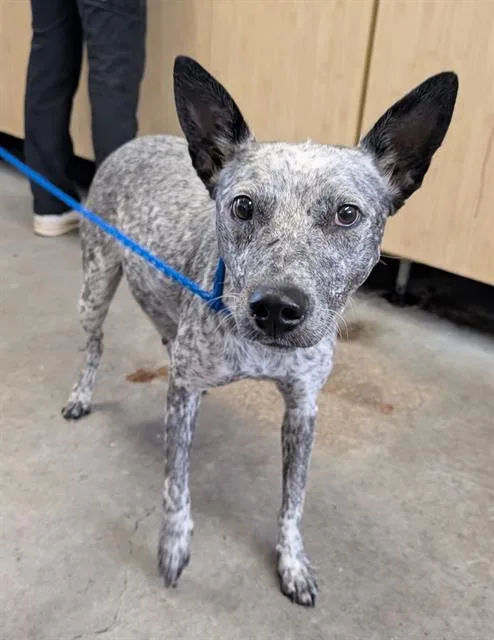 A young large-sized female Australian Cattle Dog / Blue Heeler dog named Sara for adoption in Camarillo, CA