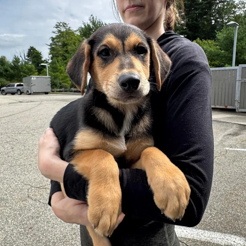 A baby large-sized male Black Mixed Breed dog named NY Joey Avail Aug for adoption in Stormville, NY