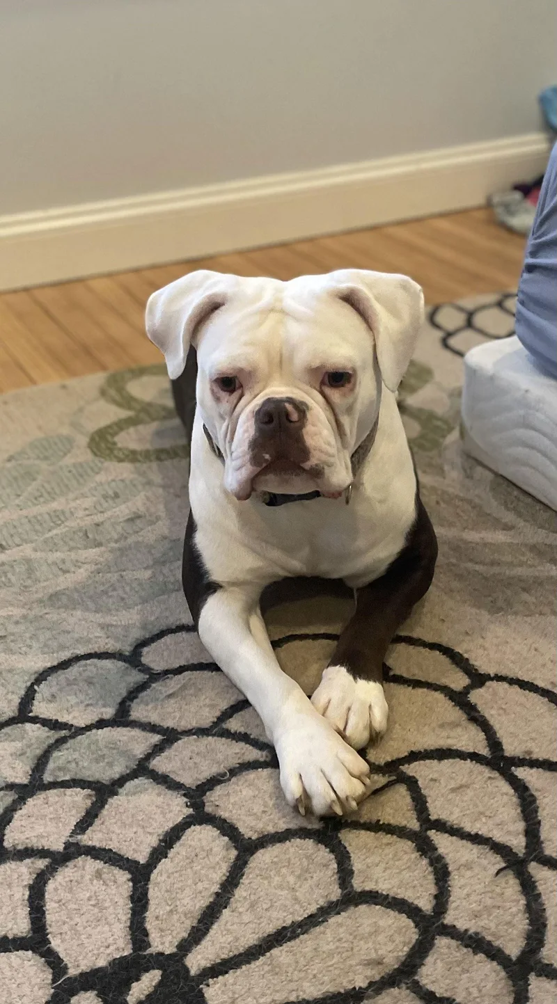 Spaghetti thumbnail 2