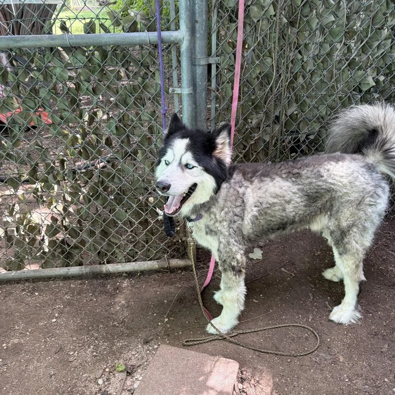 A young medium-sized male Alaskan Malamute dog named Bear for adoption in Austin, TX
