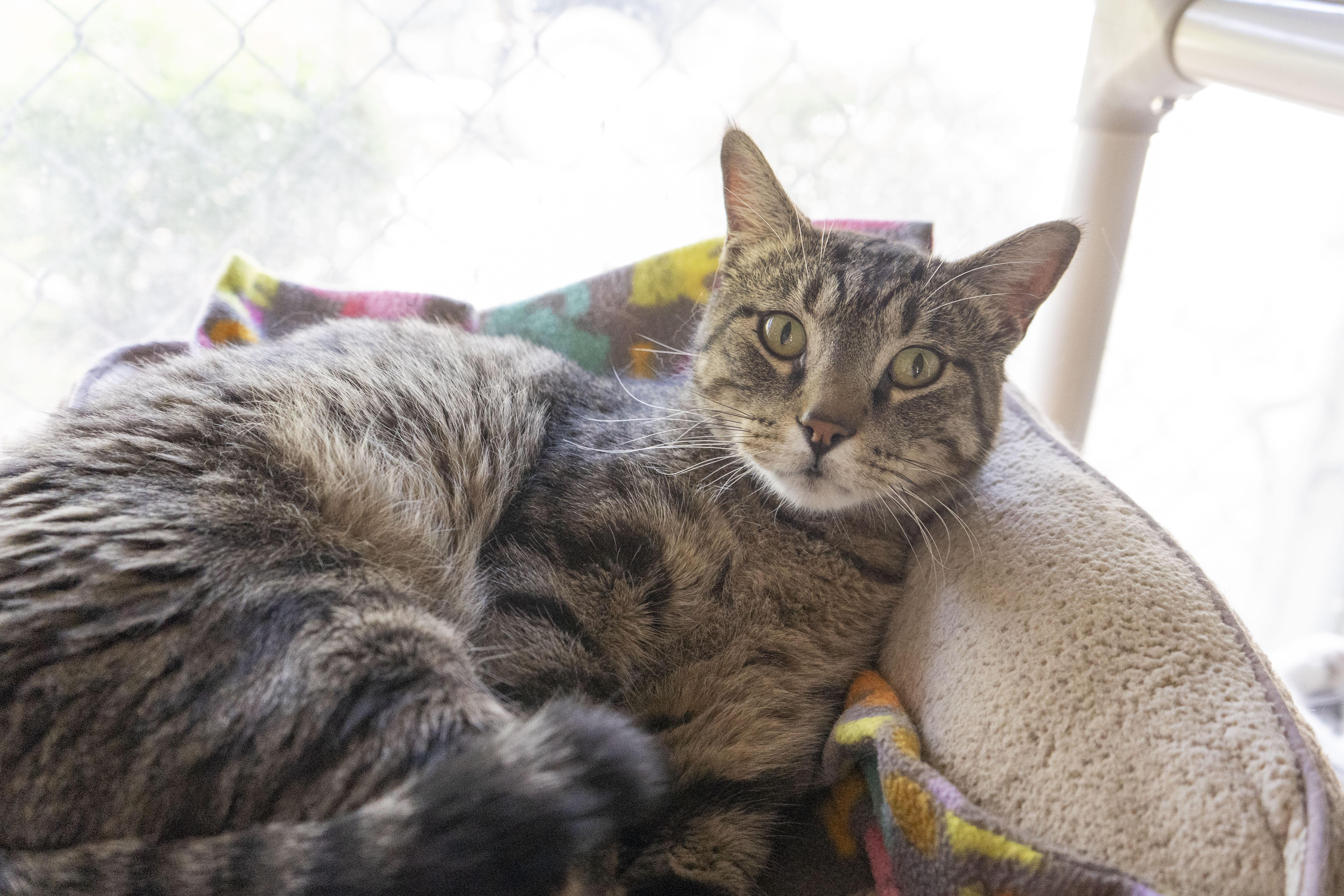 An adult medium-sized male Tabby (Brown / Chocolate) Domestic Short Hair cat named Spooky for adoption in Boise, ID