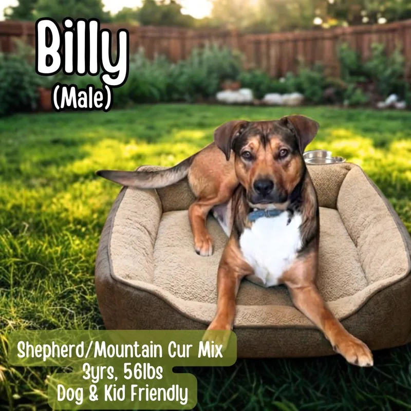 An adult medium-sized male Brown / Chocolate Shepherd dog named Billy for adoption in Lancaster, KY