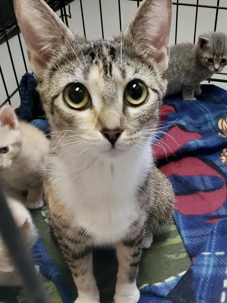 An adult medium-sized female Domestic Short Hair cat named Valentina for adoption in Burnsville, NC