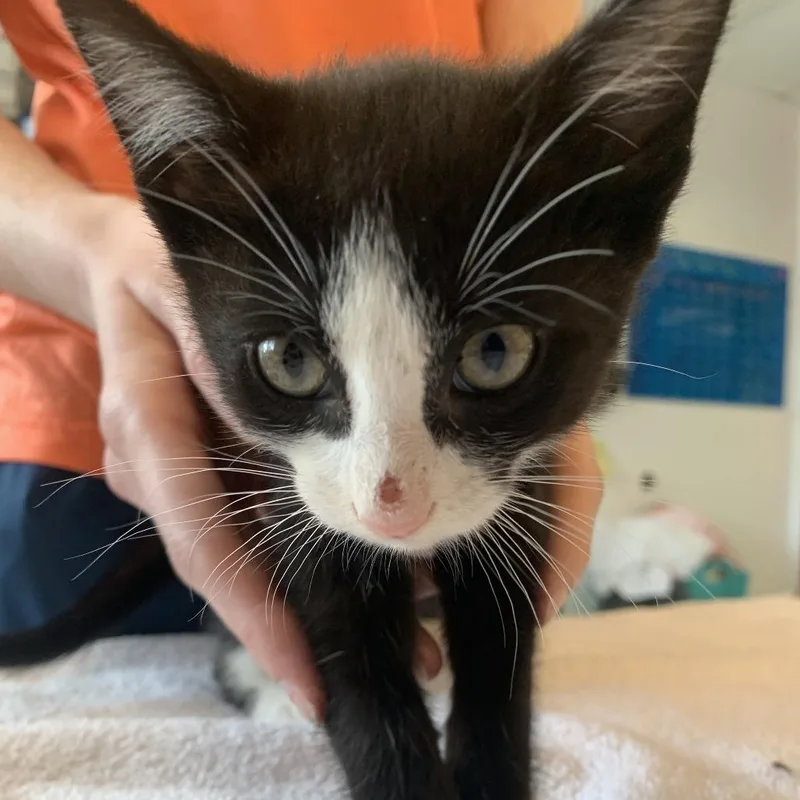A baby small-sized male Black Domestic Short Hair cat named Glorious Pineapple for adoption in Austin, TX