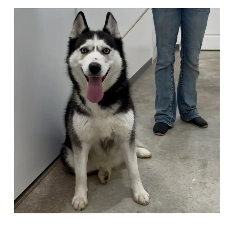 A young large-sized female Siberian Husky dog named Kylee for adoption