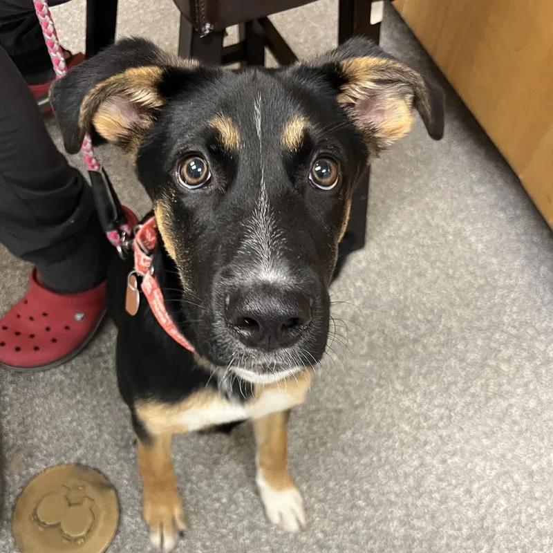 A baby medium-sized male Black Shepherd dog named Enzo for adoption in Durango, CO