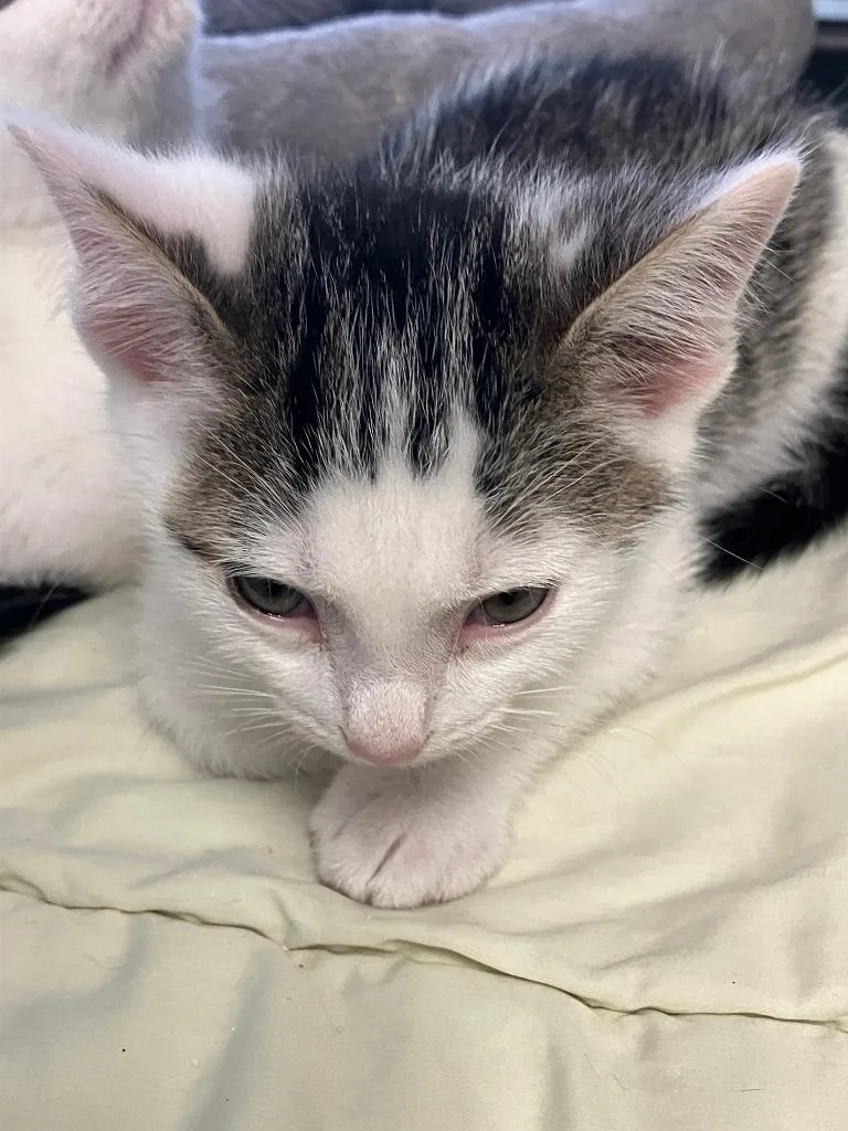 A baby small-sized male Domestic Short Hair cat named Carlos for adoption in Lunenburg, MA